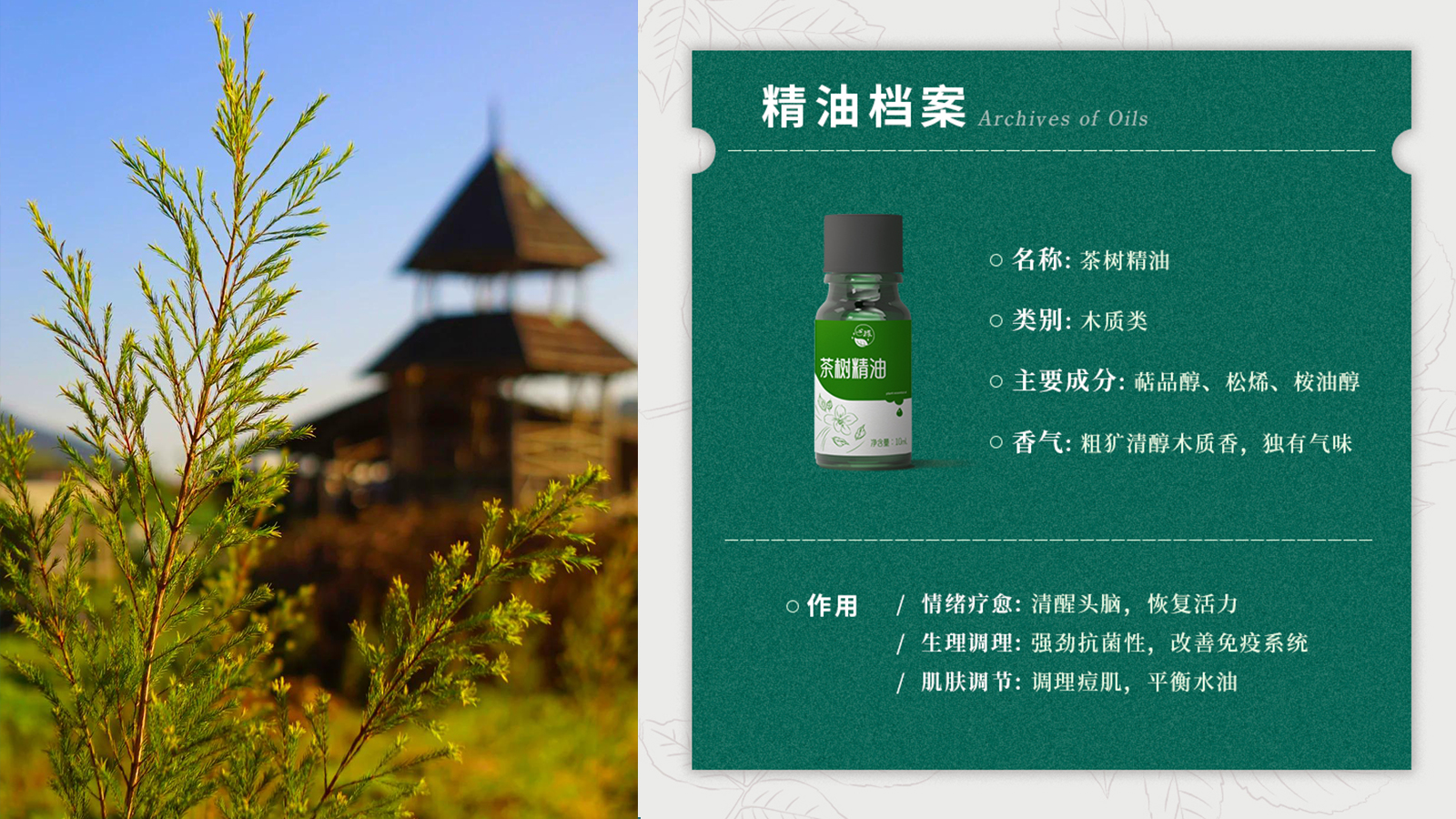 精油档案.jpg
