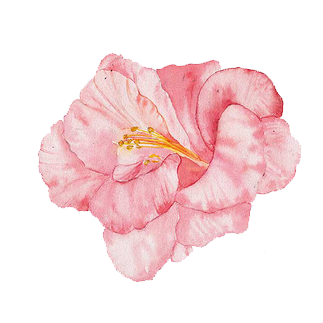 花朵.png