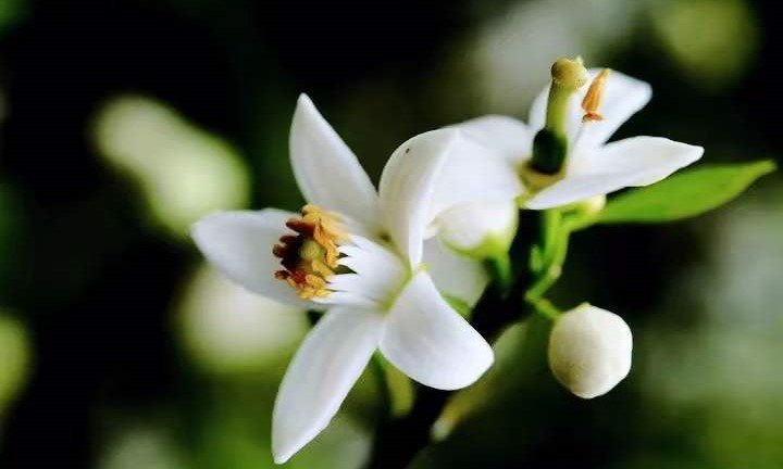 橙花3.jpg