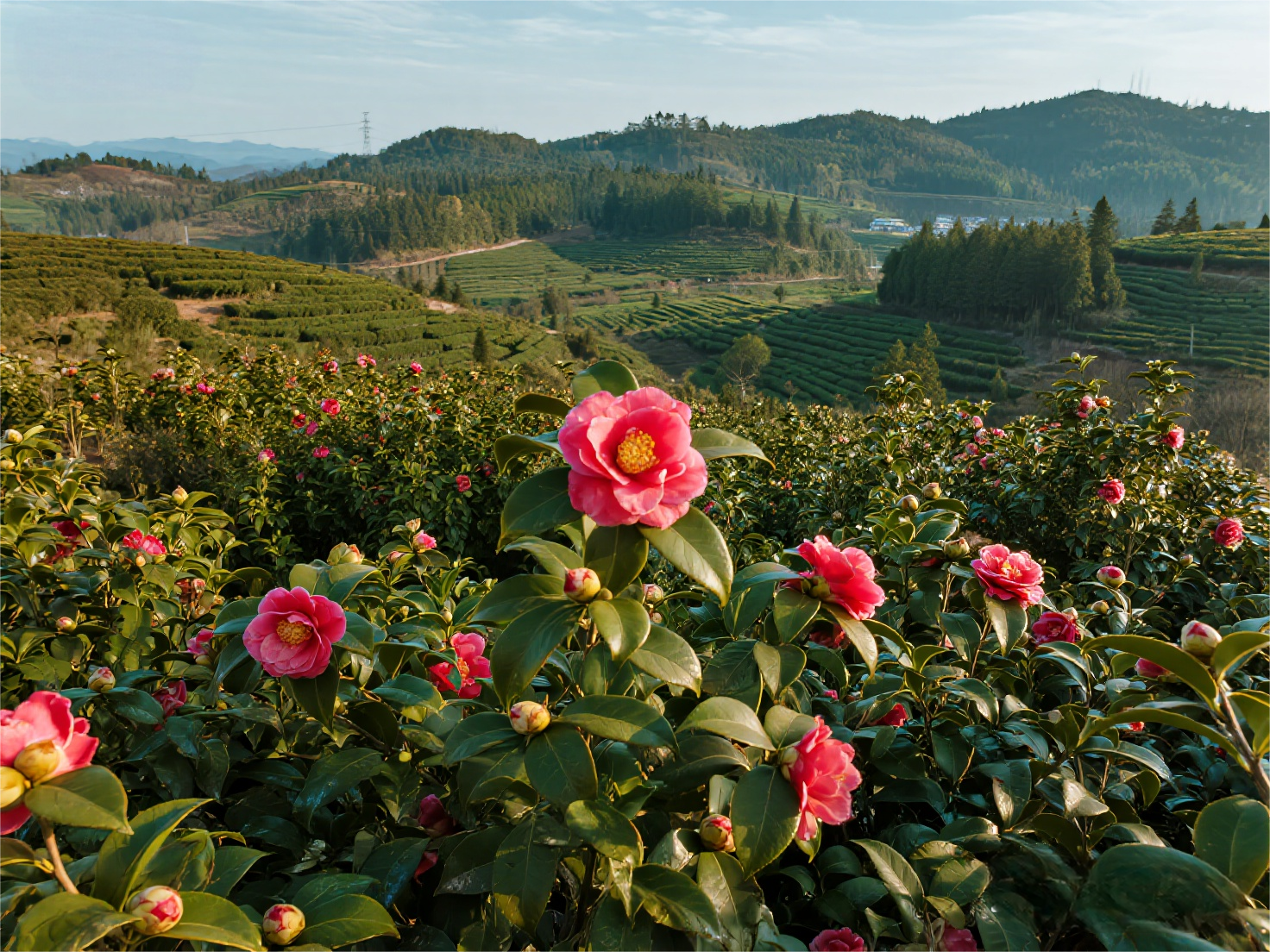 山茶花种植基地.png