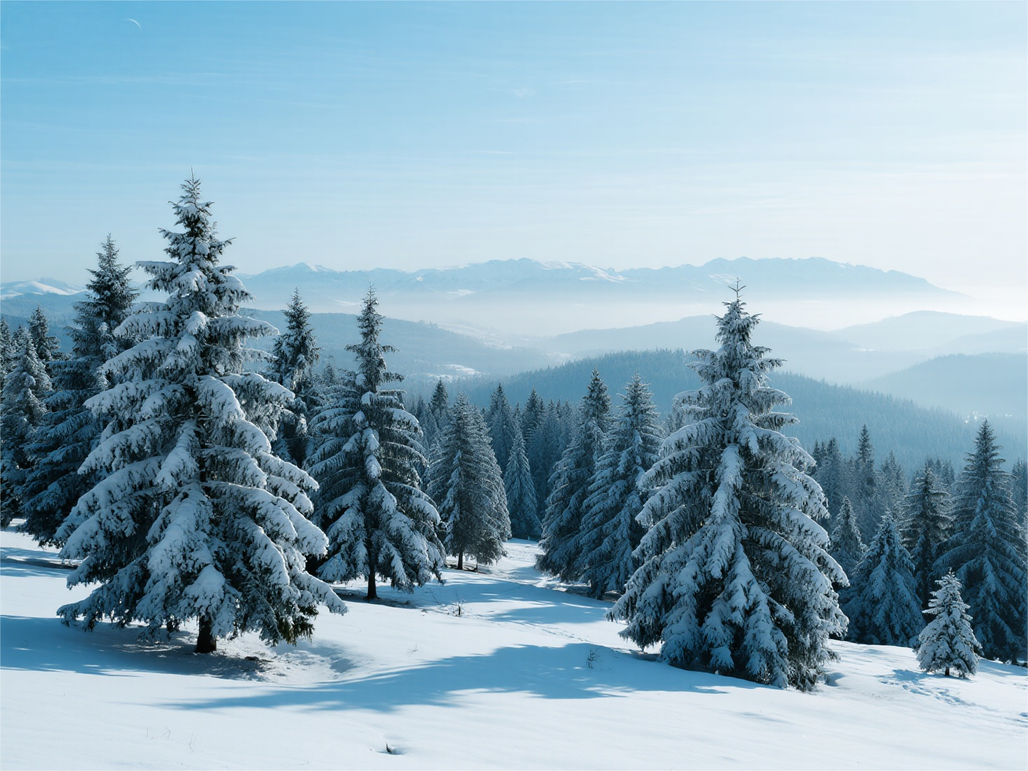 雪松种植基地.png