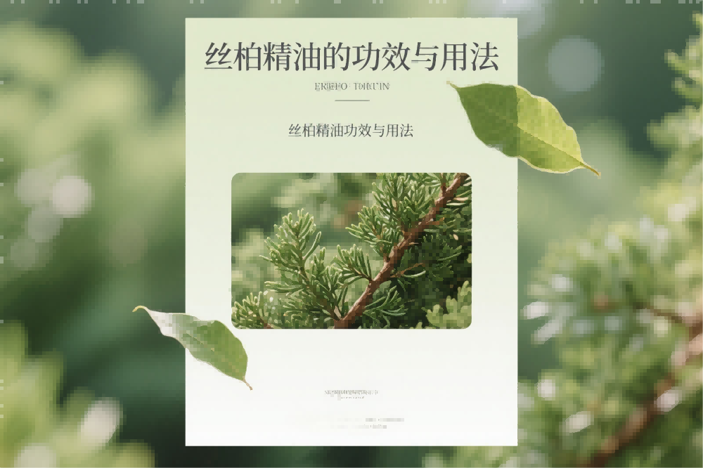 丝柏精油的功效与用法.png