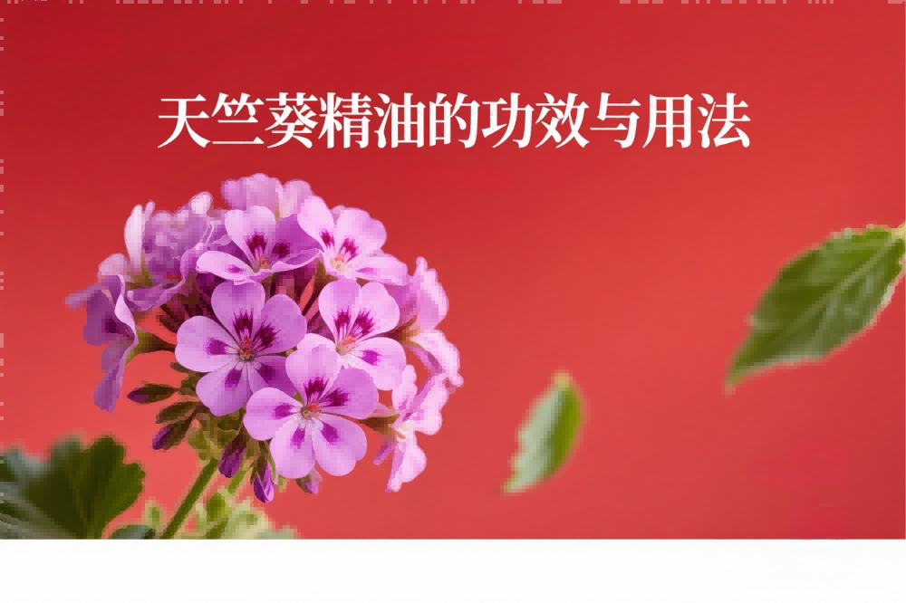 天竺葵精油的功效与用法.png