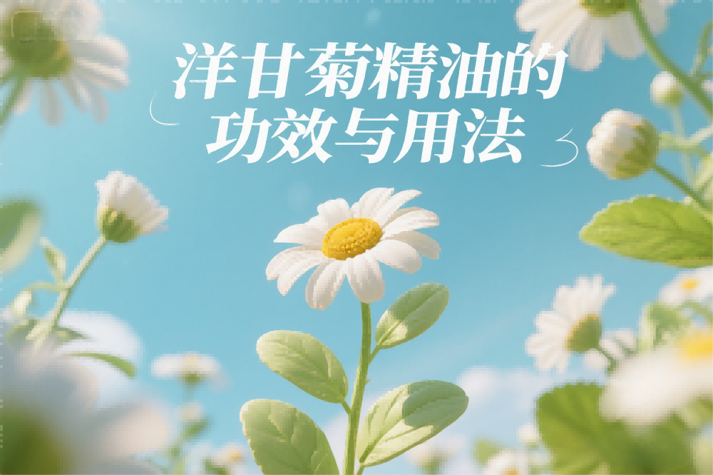洋甘菊精油的功效与用法.png