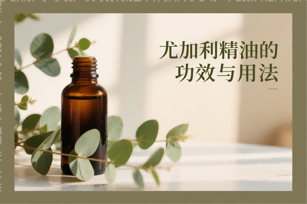 尤加利精油的功效与用法.png